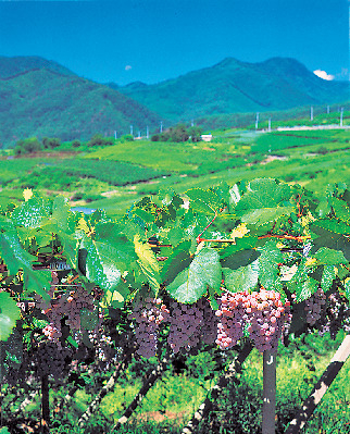 「ぶどうの丘」甲州のワインが集まるランドマークを深堀り!