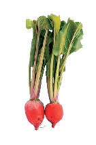 八ヶ岳の高原野菜がおいしいランチ店はこちら!