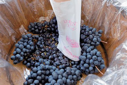 こんな体験もできる!