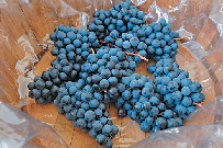 こんな体験もできる!