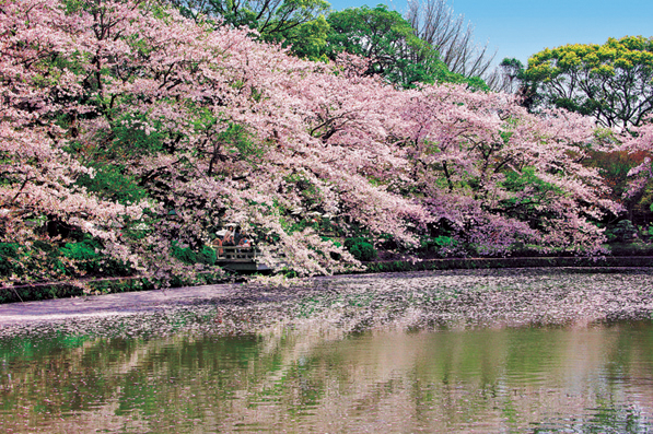 【鶴岡八幡宮の花々×春】桜
