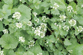 【信州】春の花・くだもの・風物詩