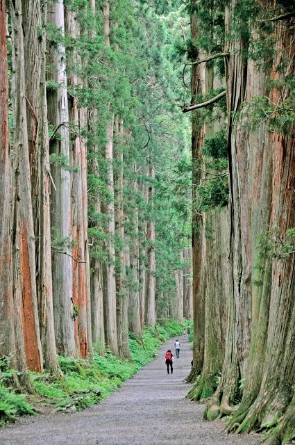 【奥社参道ハイキングコース紹介】①随神門