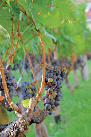 SADOYA WINE BOUTIQUE