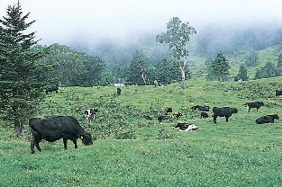 TOPIC2 壮大な景色が広がる山田牧場