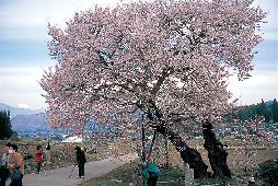 TOPIC3 あでやかな信州高山五大桜