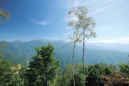 【南信州×観光】アルプス展望台と称される高原「しらびそ高原」(飯田市)