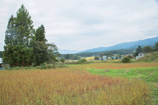 そば集落へ行って食べてみたい!