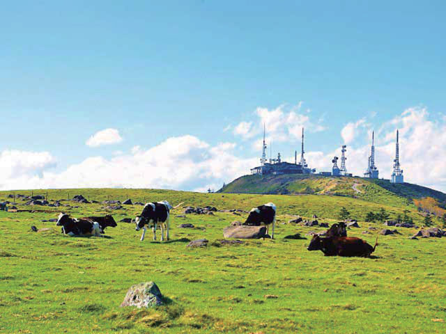 【美ヶ原高原×ハイキング】王ヶ頭