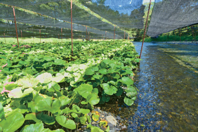 大王わさび農場