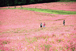 【伊那谷×観光】ルビーレッドに輝くそば畑「赤そばの里」
