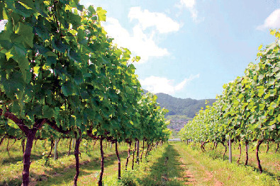 山辺ワイナリー レストランマリアージュ