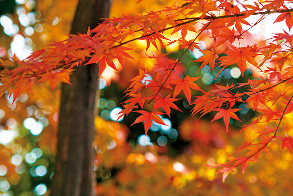 【鶴岡八幡宮の花々×秋】紅葉