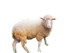 まきば公園のかわいい動物とグルメ情報