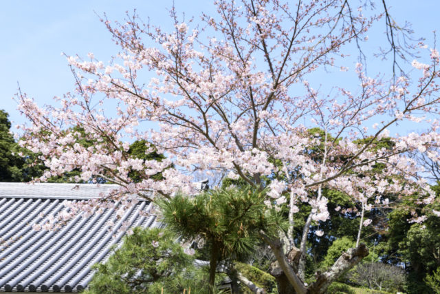 【鎌倉・円覚寺×季節の花】桜