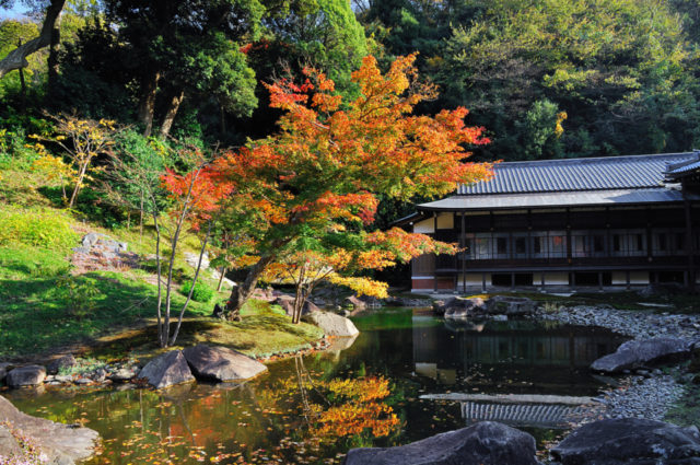 【鎌倉・円覚寺×季節の花】紅葉