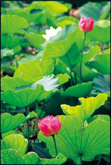 【鶴岡八幡宮の花々×夏】蓮