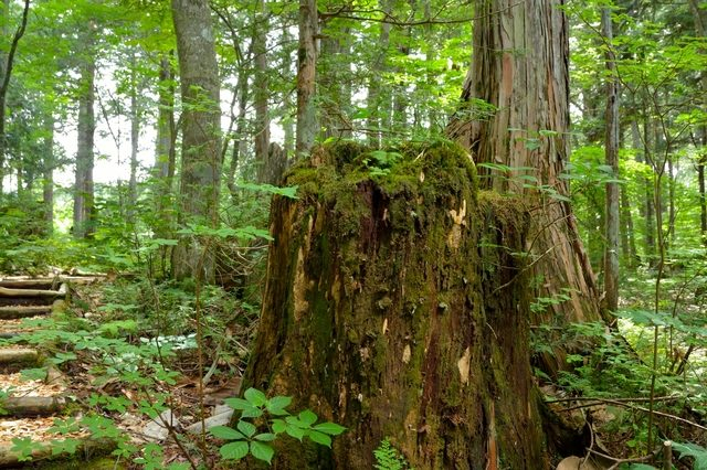赤沢自然休養林