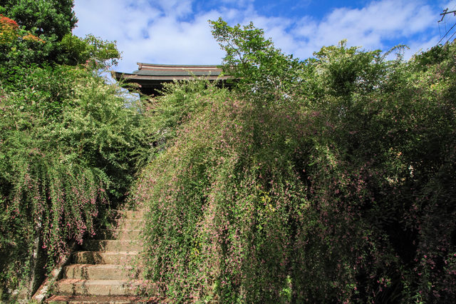 SNSにアップしたい季節の花々