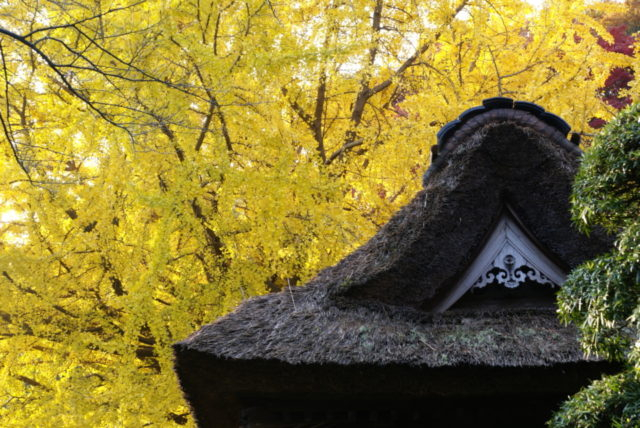 【鎌倉観光×自然③】1 4 : 0 0 力強い青竹色に囲まれた幽玄の空間でひと休み「報国寺・休耕庵」