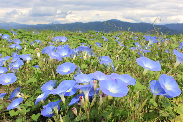 【伊那谷×観光】紺碧の空に溶け込む〝天空の青〟「天上の青 ヘブンリーブルー」