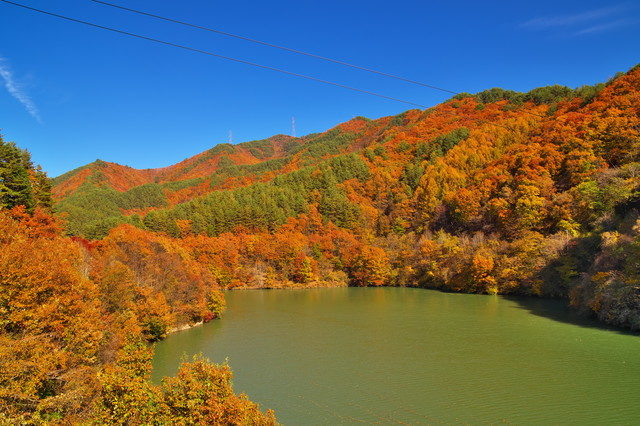 【伊那谷×観光】燃えるように染まる深紅の湖畔「もみじ湖」