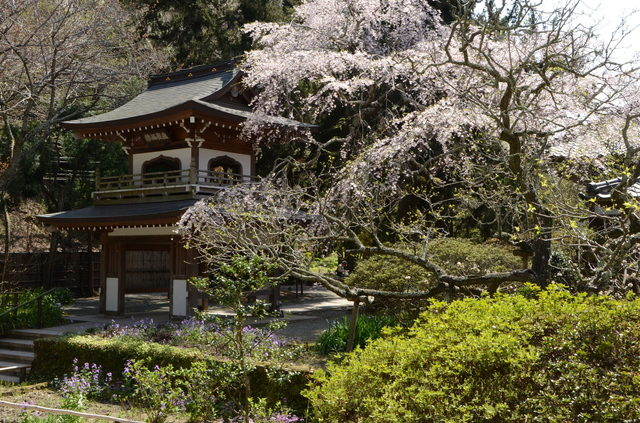 SNSにアップしたい季節の花々