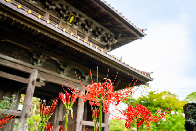 SNSにアップしたい季節の花々