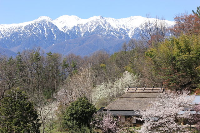 【伊那谷×観光】どこか懐かしい桜が咲く山里風景「中川村 茅葺の家」