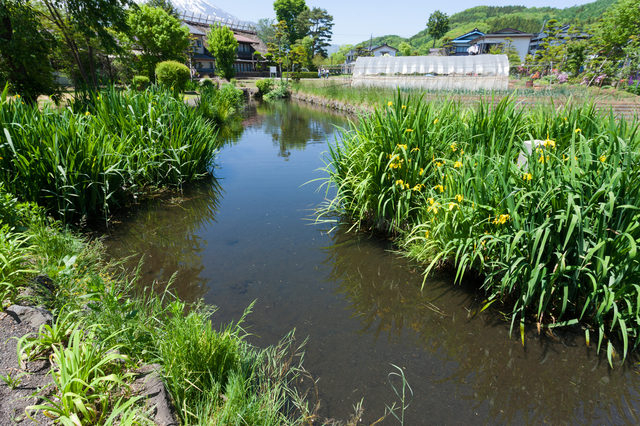 【忍野八海めぐり】①菖蒲池