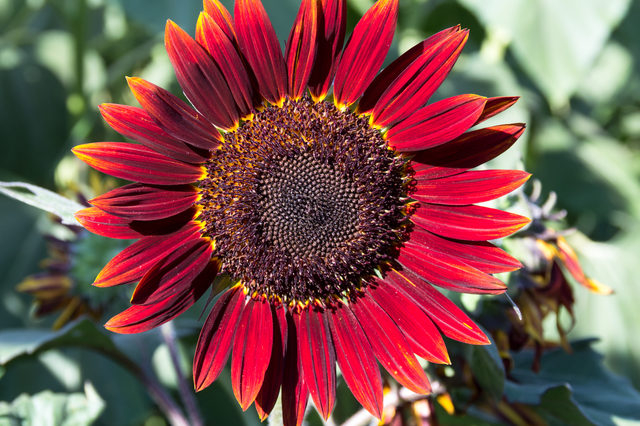 ひまわりの種類と会場の歩き方