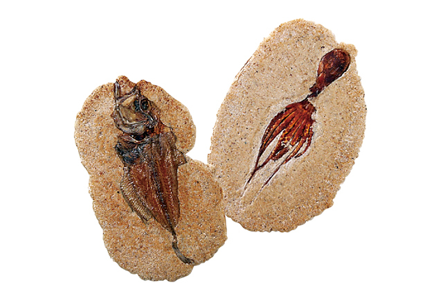 【尾道本通り商店街でお買い物】尾道ええもんや