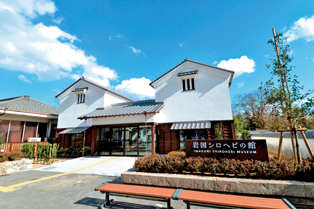 岩国シロヘビの館