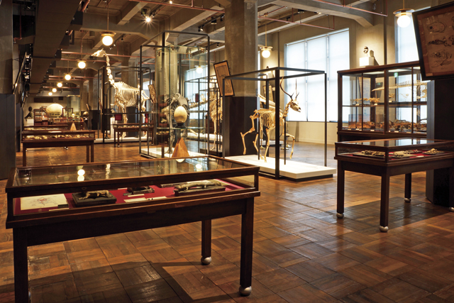 迫力ある動物の標本は必見「インターメディアテク」