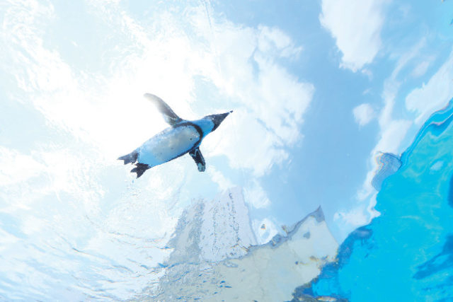 【屋外エリア】天空のペンギン