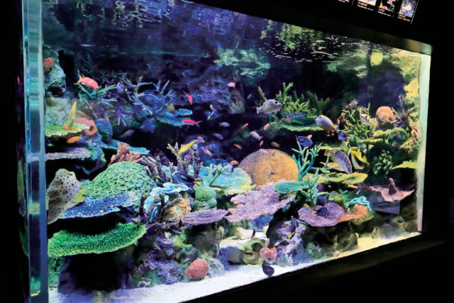 【本館2F】オーストラリアの海〜グレートバリアリーフ〜