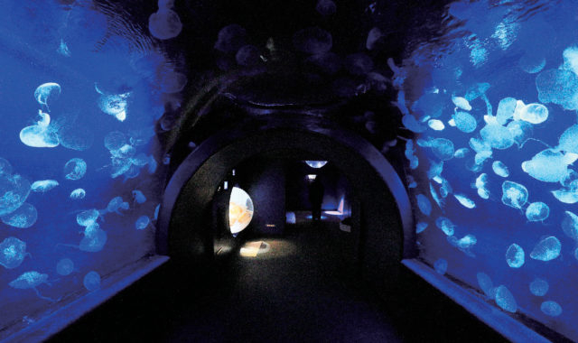 【本館1F】ふわりうむ