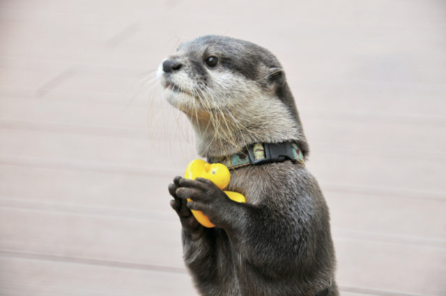 【屋外エリア】カワウソたちの水辺