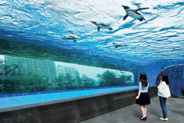 【屋外エリア】天空のペンギン