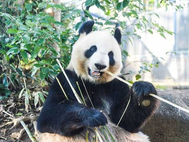 14:00 上野動物園でキュートなアニマルに対面