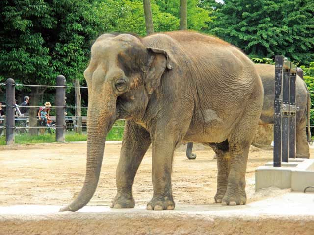 14:00 上野動物園でキュートなアニマルに対面