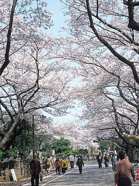 谷根千観光モデルコース② 著名人も眠る広大な霊園「谷中霊園」