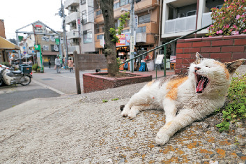 谷根千観光モデルコース① 昭和の香り漂う商店街「谷中銀座商店街」