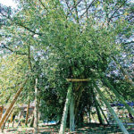 名古屋城内の名所めぐり②カヤの木