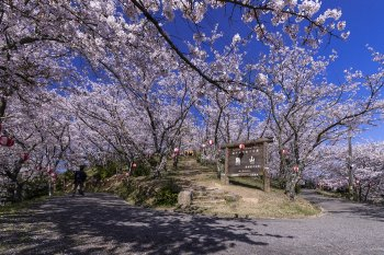 ベストシーズンはいつ?