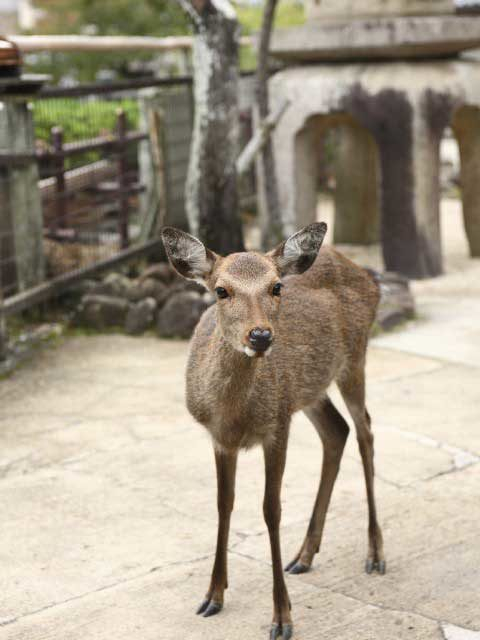 ③500頭がお出迎え!シカと一緒に記念撮影!