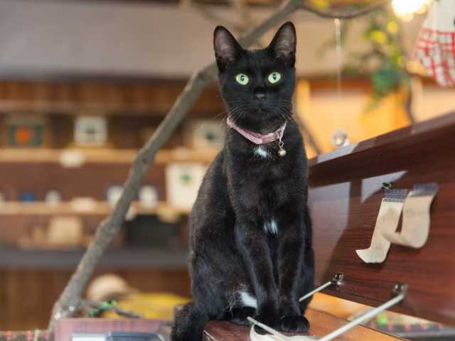 【尾道観光×立ち寄り】看板猫が歓迎してくれる猫グッズ専門店「Le chat」