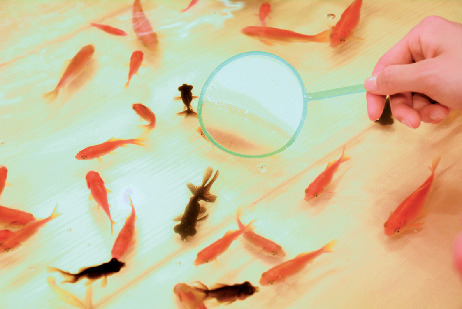 毎日が縁日気分 金魚すくい