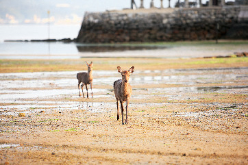 ③500頭がお出迎え!シカと一緒に記念撮影!
