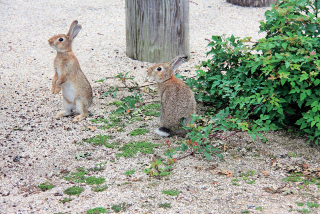 呉からひと足のばして